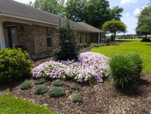 Pink flower garden in front of house.